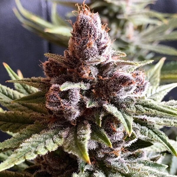 Pakistan Chitral Kush feminizada de Ace Seeds