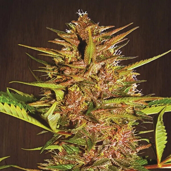 Pakistan Chitral Kush regular de Ace Seeds