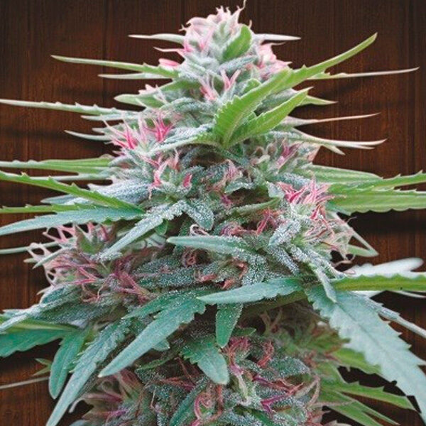 Panama feminizada de Ace Seeds
