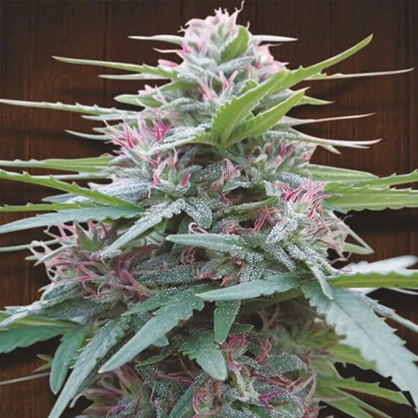Panama regular de Ace Seeds