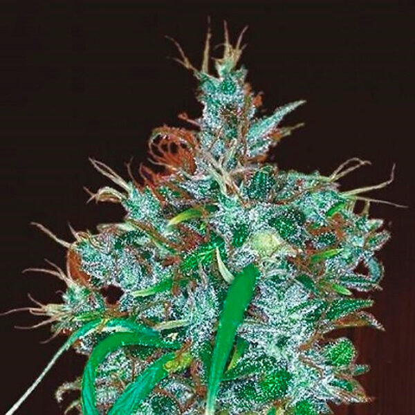Panama Haze feminizada de Ace Seeds
