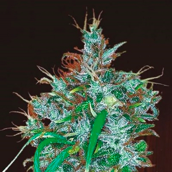 Panama Haze feminizada de Ace Seeds