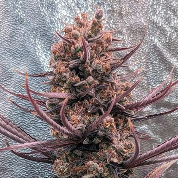 Panama Haze regular de Ace Seeds