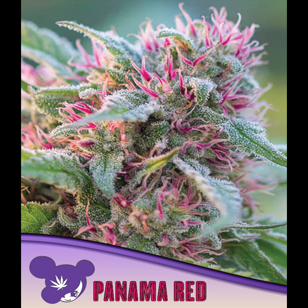 Panama Red feminizada de Anesia Seeds