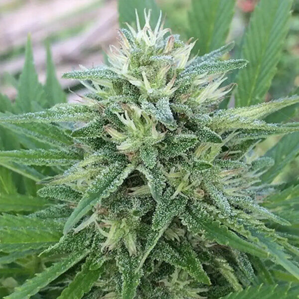 Panama X Bangi Haze regular de Ace Seeds