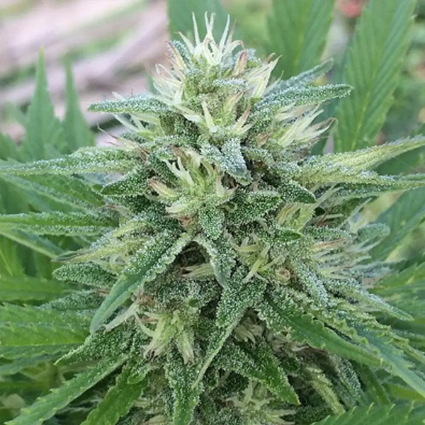 Panama X Bangi Haze regular de Ace Seeds