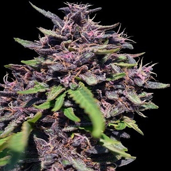 Panama feminizada de Ace Seeds