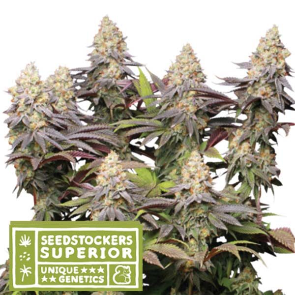 Panty Punch feminizada de Seedstockers