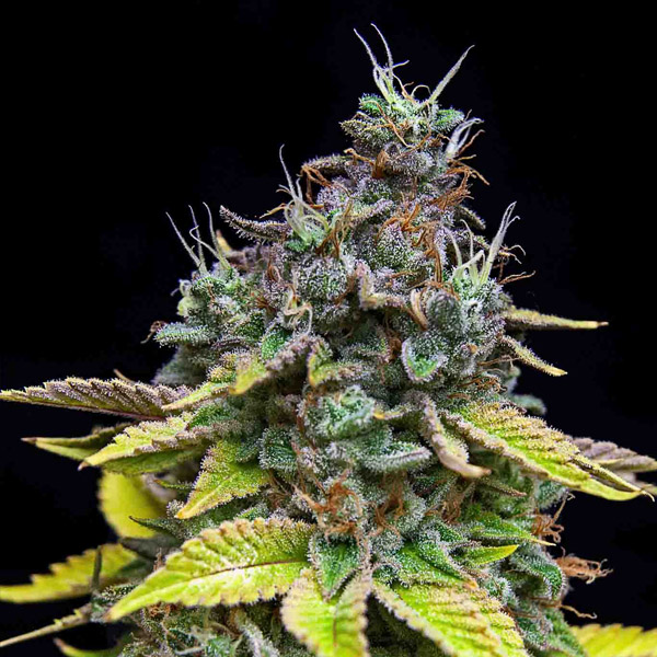 Papaya Cooler feminizada de Grateful Seeds