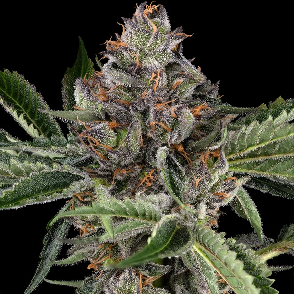 Papaya Jealousy feminizada de Sensi Seeds