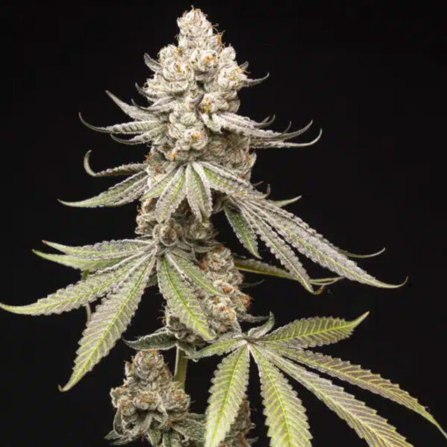 Papaya Limez feminizada de World Breeders