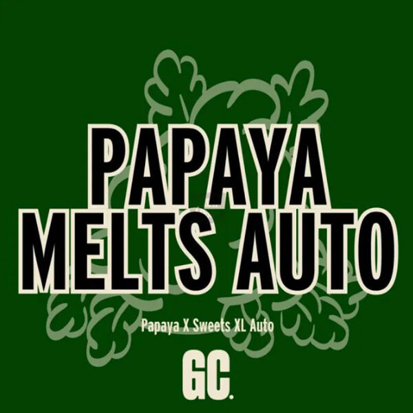 Papaya Melts Auto de Grand Cru Genetics
