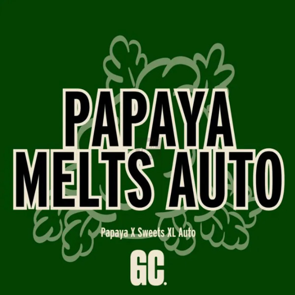 Papaya Melts Auto de Grand Cru Genetics