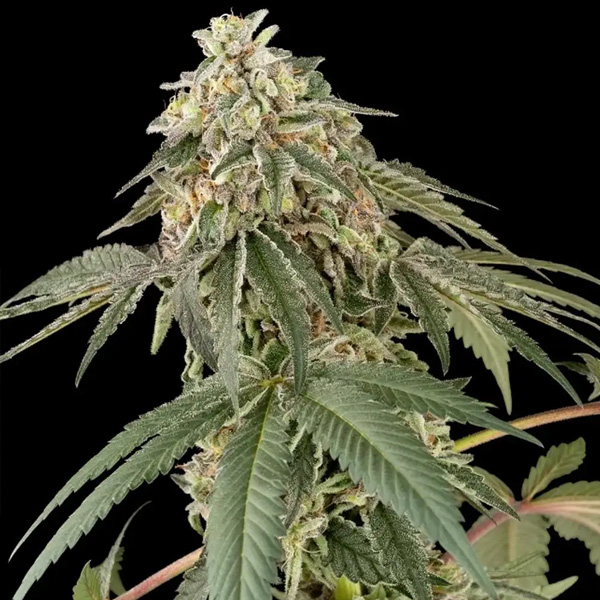 Papaya Roll feminizada de White Label