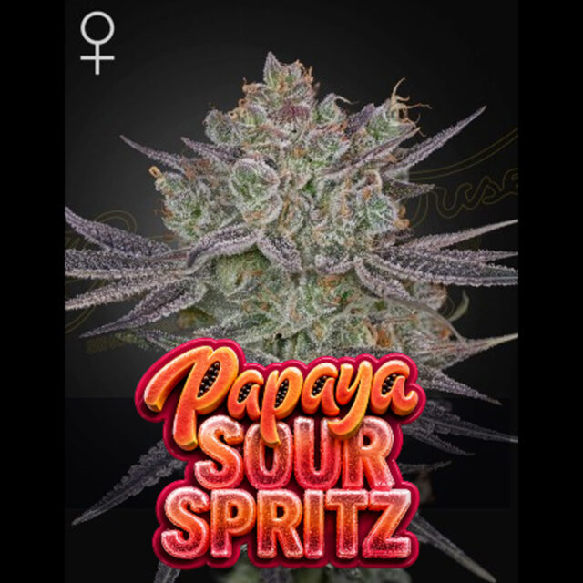 Papaya Sour Spritz feminizada de Green House