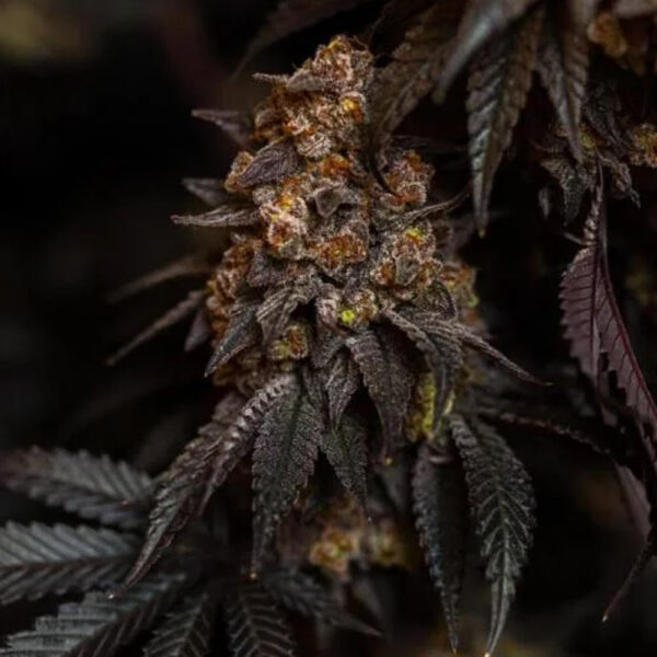 Papayton feminizada de Fast Buds