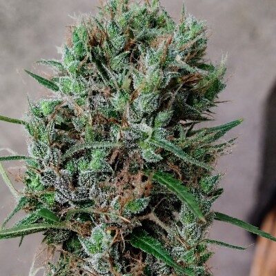Papua New Guinea regular de Ace Seeds