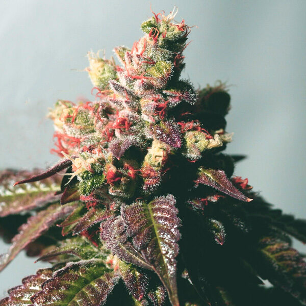 Passion Berry feminizada de The Cali Connection