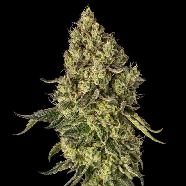 Peach Cake X Cookies feminizada de Silent Seeds