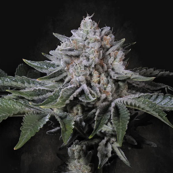 Peach Frosting feminizada de Paradise Seeds