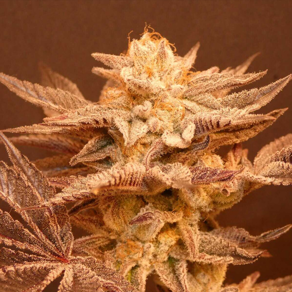 Peachy Blinders regular de Bask Triangle Farms