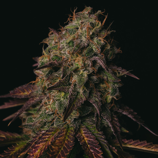 Peanut Butter Cookies feminizada de Pure Instinto
