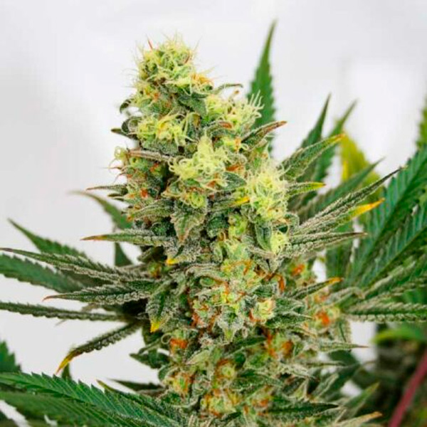 Pineapple Amnesia feminizada de Garden Of Green Seeds