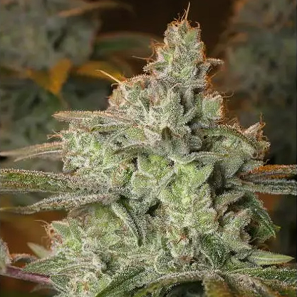 Pineapple Fruit X Alien Rock feminizada de Vision Seeds