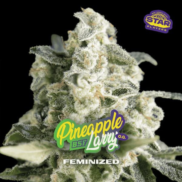 Pineapple Larry OG feminizada de Bsf Seeds