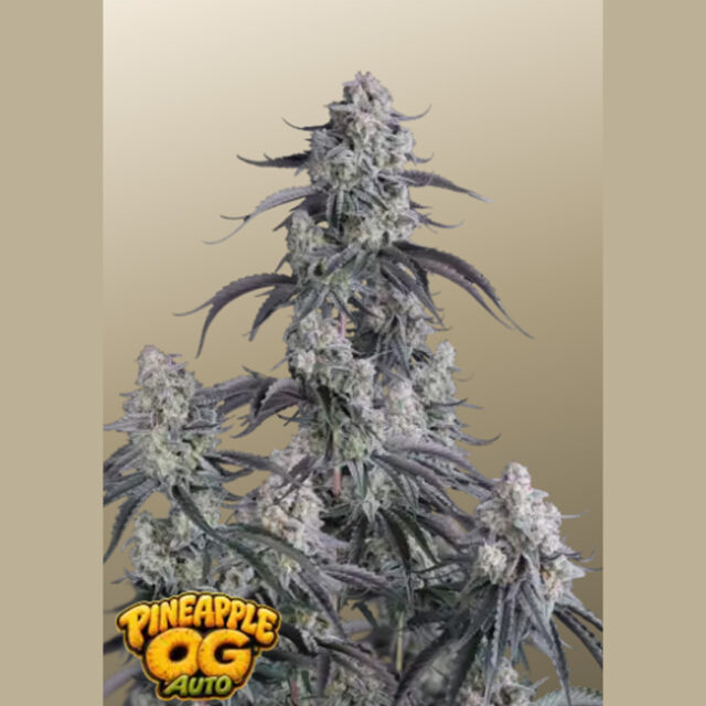 Pineapple OG Auto de Fast Buds