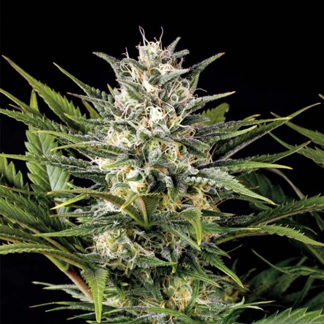 Pineapple Skunk feminizada de Humboldt Seed Organization