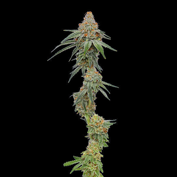 Pineapple Upside Down Cake feminizada de Humboldt Seeds Company