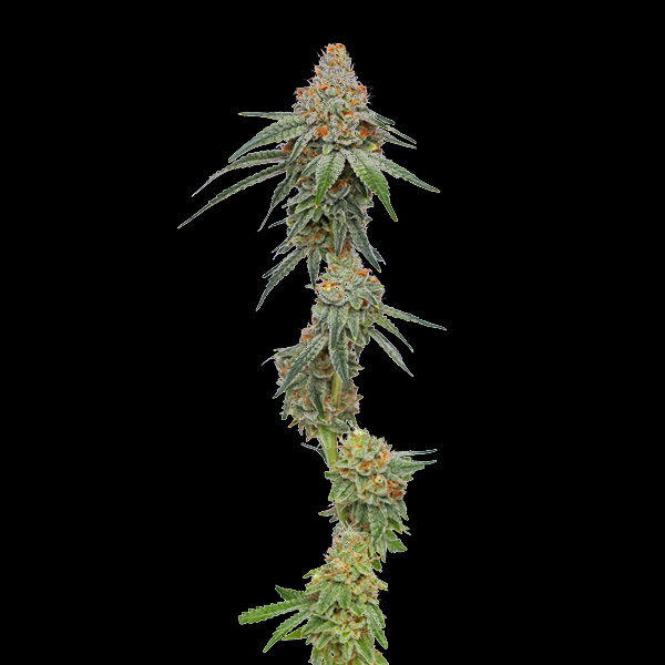 Pineapple Upside Down Cake feminizada de Humboldt Seeds Company