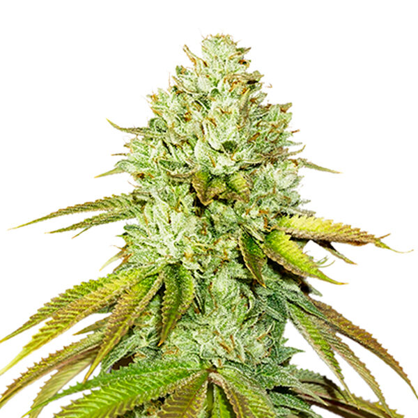 Pineapple feminizada de Seedstockers