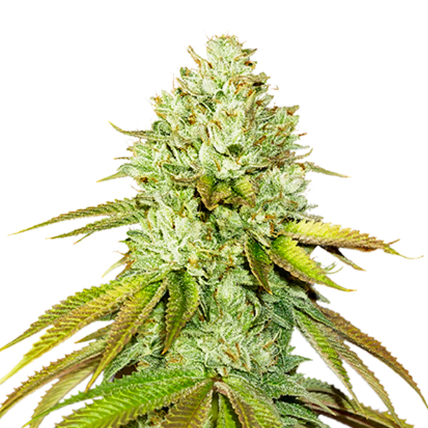Pineapple feminizada de Seedstockers