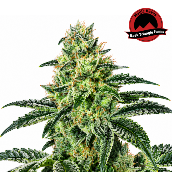 Pineapplez regular de Bask Triangle Farms