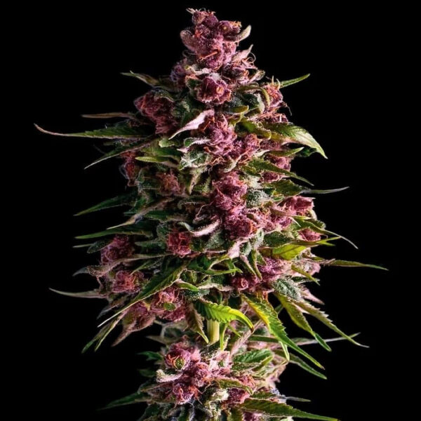 Pink Empire feminizada de Empire Seeds Bank