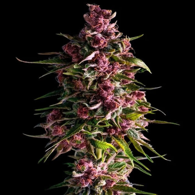 Pink Empire feminizada de Empire Seeds Bank