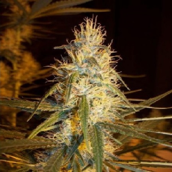 Pink Floyd (cm X Hz (ac)) regular de Mr. Nice
