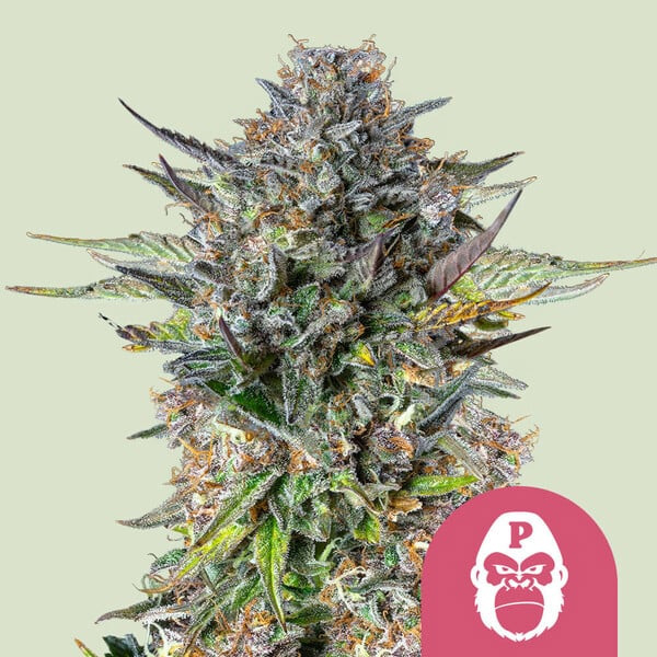 Pink Gorilla feminizada de Royal Queen