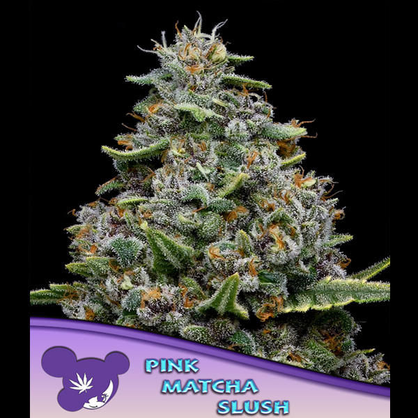 Pink Matcha Slush feminizada de Anesia Seeds