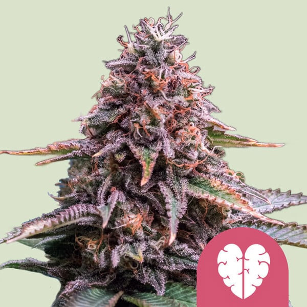 Pink Mist feminizada de Royal Queen