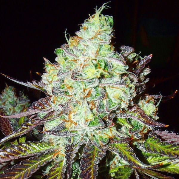 Pink Paletas feminizada de Karma Genetics