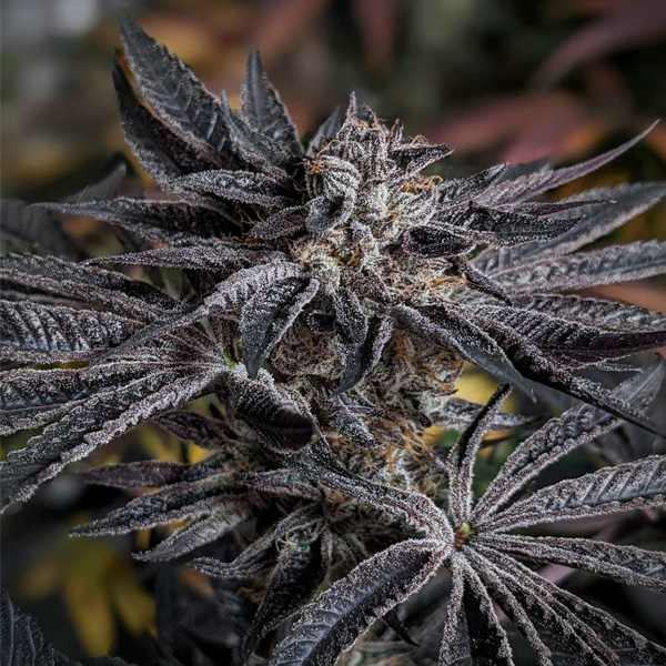 Pink Sherb feminizada de Karma Genetics