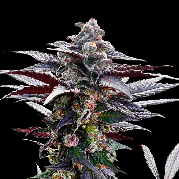 Pink Sunset "by Sherbinskis" feminizada de Silent Seeds