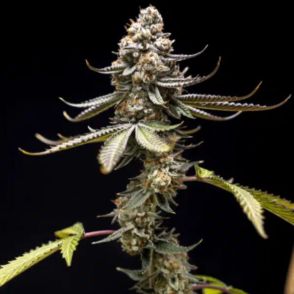 Pink Truffle feminizada de World Breeders