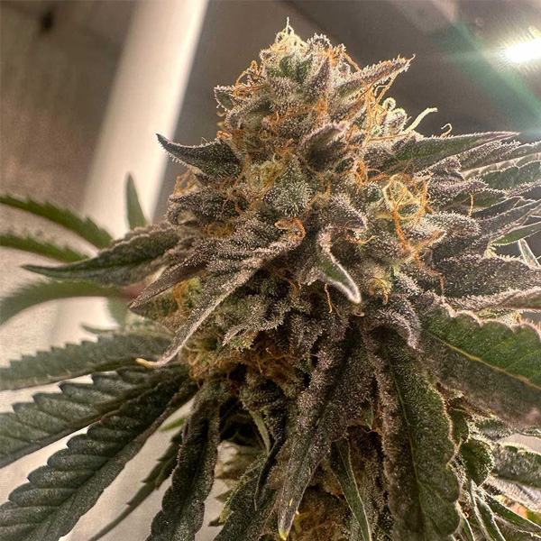 Pink Waferz 2 feminizada de Conscious Genetics