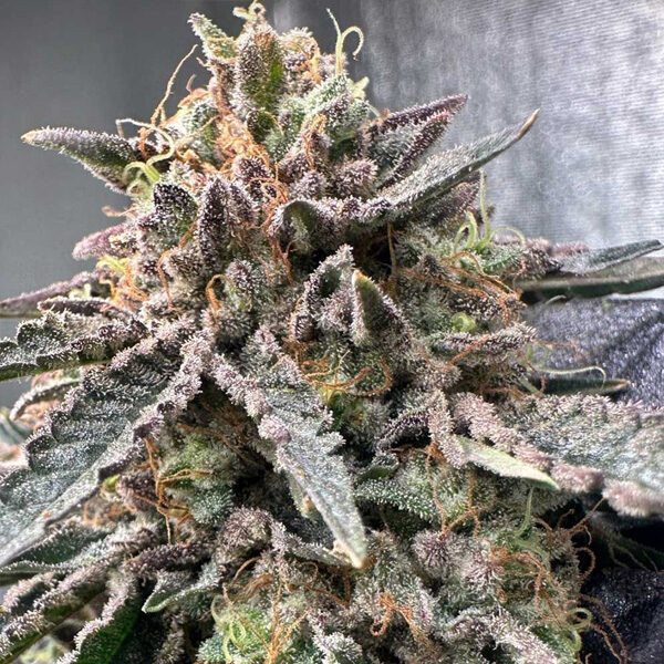 Pink Zheez feminizada de Conscious Genetics