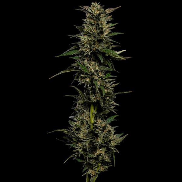 Pistachio feminizada de Humboldt Seeds Company