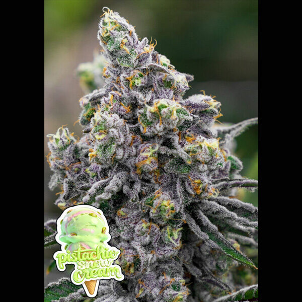 Pistachio Snow Cream feminizada de Anesia Seeds
